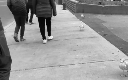 People and birds walking on the side walk. We only see the bottom half of the people.